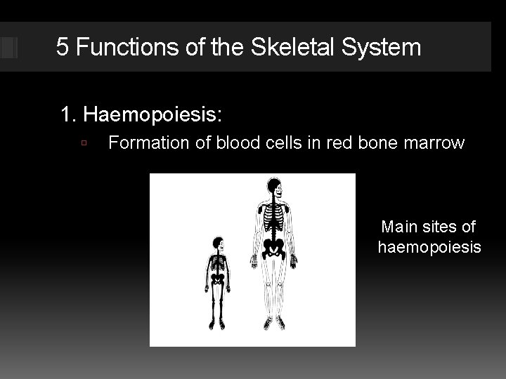 5 Functions of the Skeletal System 1. Haemopoiesis: Formation of blood cells in red