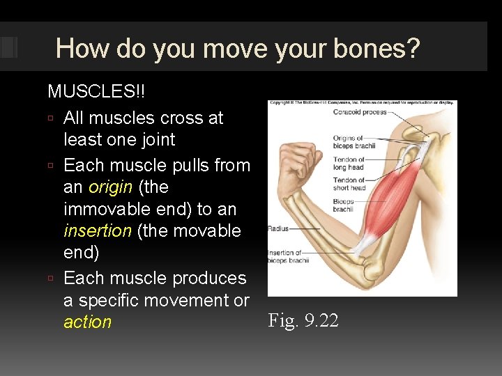 How do you move your bones? MUSCLES!! All muscles cross at least one joint