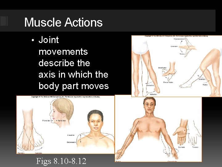 Muscle Actions • Joint movements describe the axis in which the body part moves