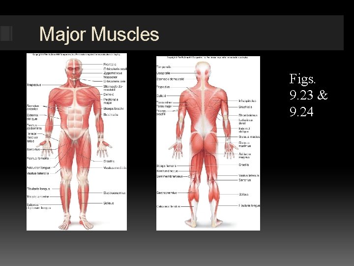 Major Muscles Figs. 9. 23 & 9. 24 