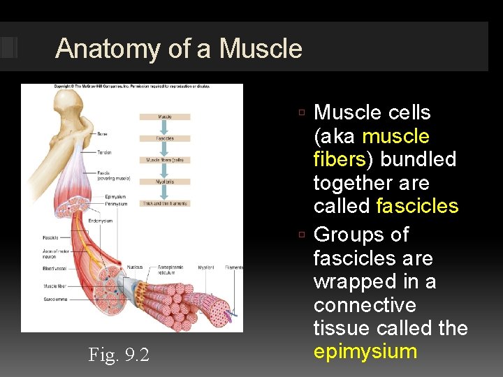 Anatomy of a Muscle cells Fig. 9. 2 (aka muscle fibers) bundled together are