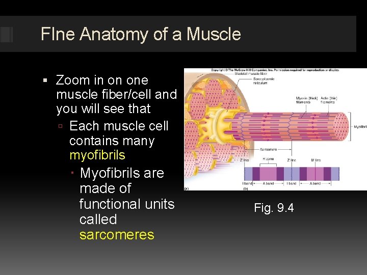FIne Anatomy of a Muscle Zoom in on one muscle fiber/cell and you will