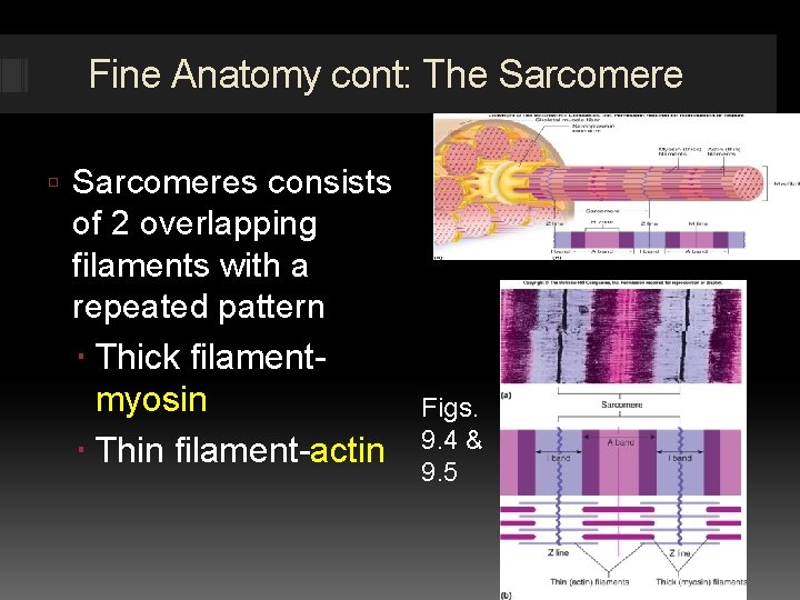 Fine Anatomy cont: The Sarcomeres consists of 2 overlapping filaments with a repeated pattern
