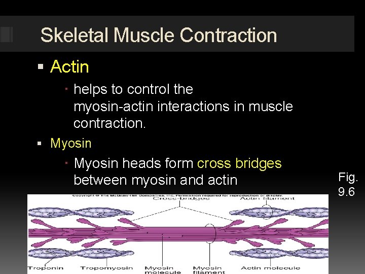 Skeletal Muscle Contraction Actin helps to control the myosin-actin interactions in muscle contraction. Myosin