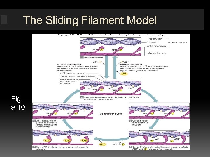 The Sliding Filament Model Fig. 9. 10 