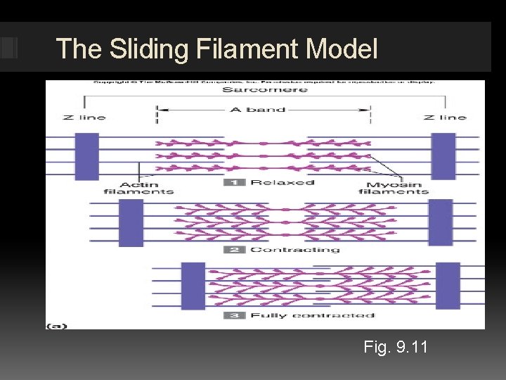 The Sliding Filament Model Fig. 9. 11 