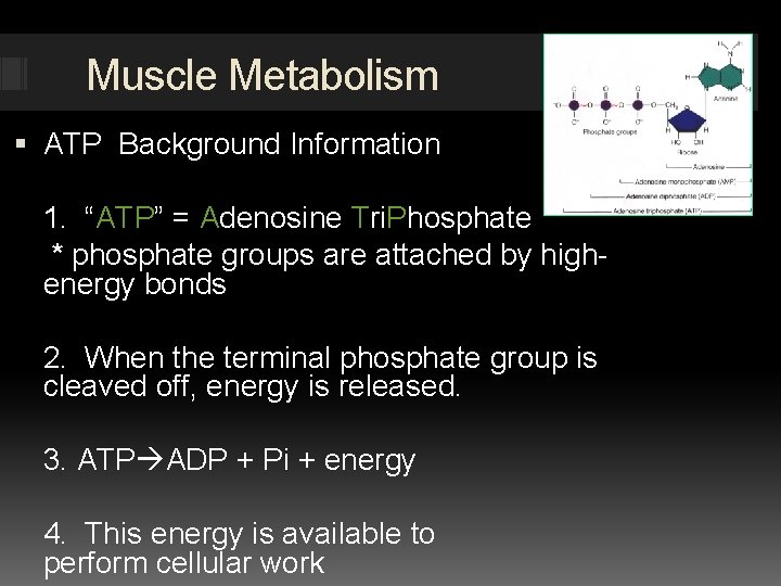 Muscle Metabolism ATP Background Information 1. “ATP” = Adenosine Tri. Phosphate * phosphate groups