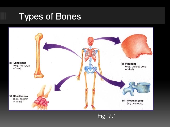Types of Bones Fig. 7. 1 