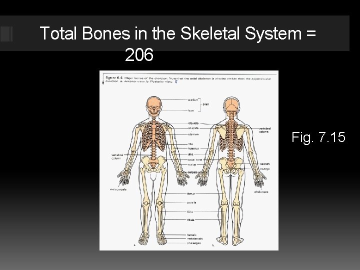Total Bones in the Skeletal System = 206 Fig. 7. 15 