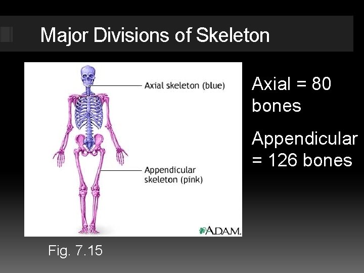 Major Divisions of Skeleton Axial = 80 bones Appendicular = 126 bones Fig. 7.