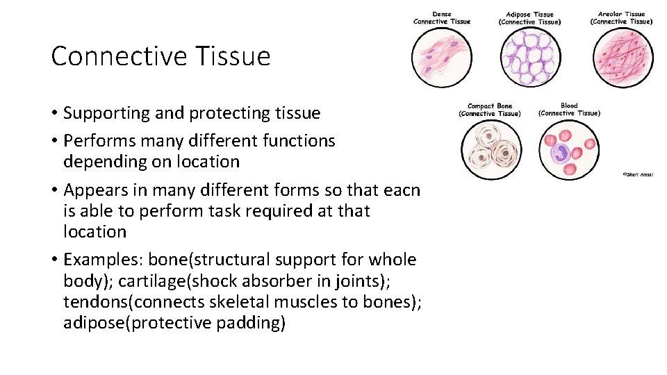Connective Tissue • Supporting and protecting tissue • Performs many different functions depending on