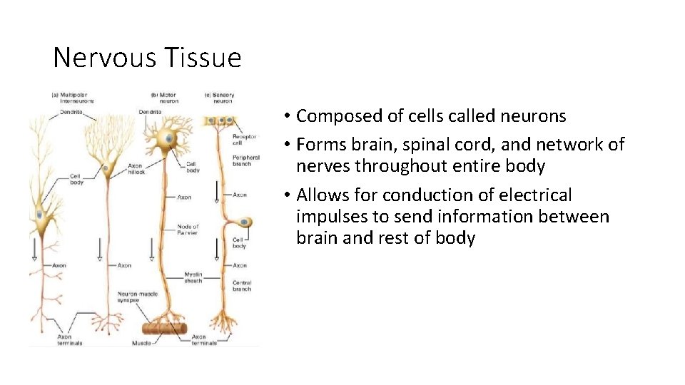 Nervous Tissue • Composed of cells called neurons • Forms brain, spinal cord, and