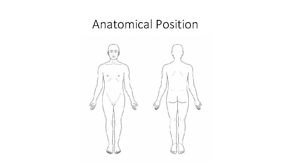 Anatomical Position 
