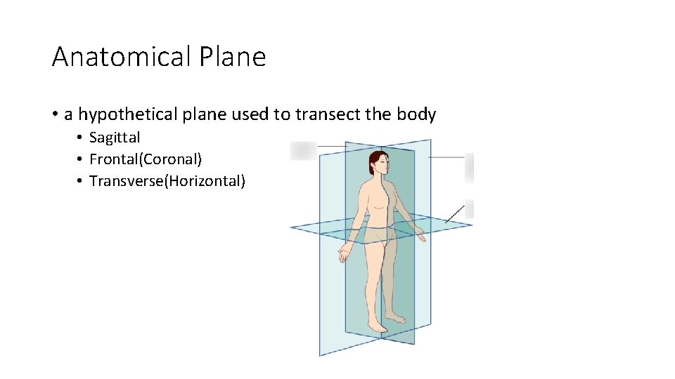 Anatomical Plane • a hypothetical plane used to transect the body • Sagittal •