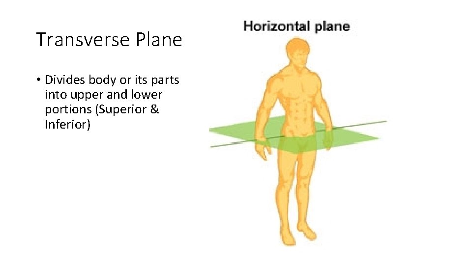 Transverse Plane • Divides body or its parts into upper and lower portions (Superior