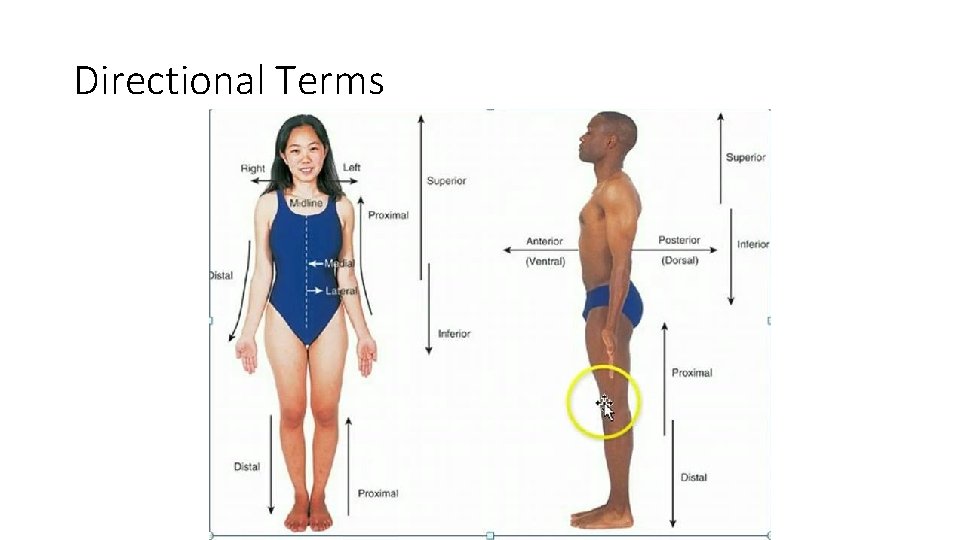 Directional Terms 