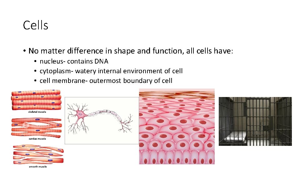 Cells • No matter difference in shape and function, all cells have: • nucleus-