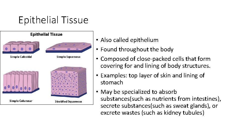 Epithelial Tissue • Also called epithelium • Found throughout the body • Composed of