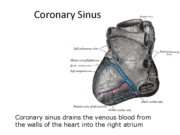 cardiovascular-vocabulary-coronary-sinus-coronary-sinus-drains-the