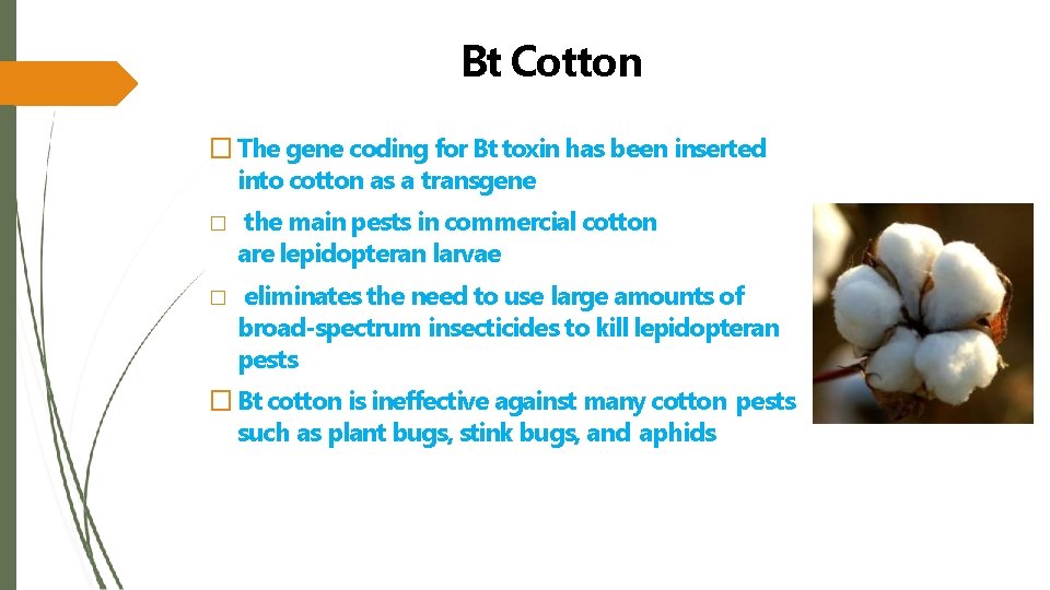 Bt Cotton � The gene coding for Bt toxin has been inserted into cotton