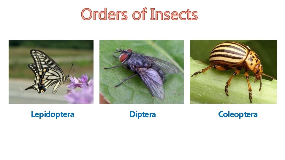Lepidoptera Diptera Coleoptera 