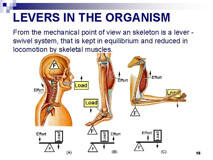 LEVERS IN THE ORGANISM From the mechanical point of view an skeleton is a