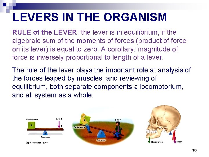 LEVERS IN THE ORGANISM RULE of the LEVER: the lever is in equilibrium, if