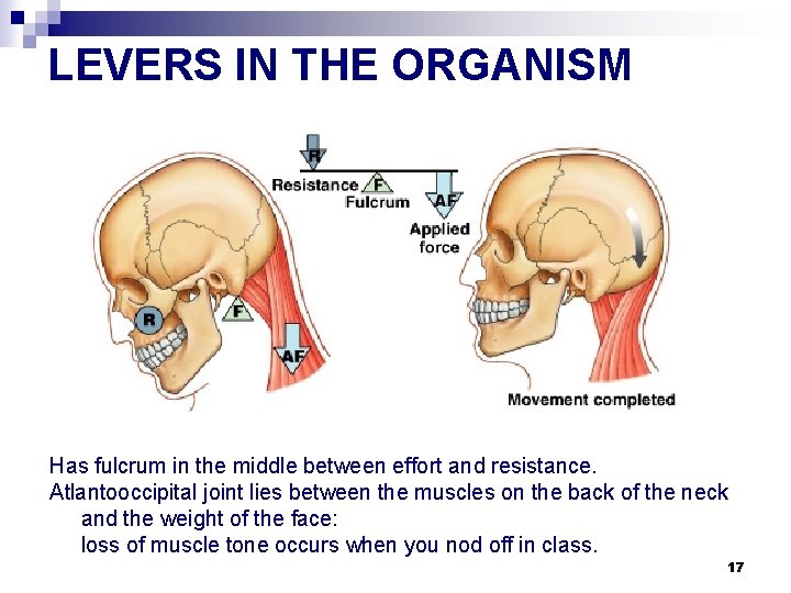 LEVERS IN THE ORGANISM Has fulcrum in the middle between effort and resistance. Atlantooccipital