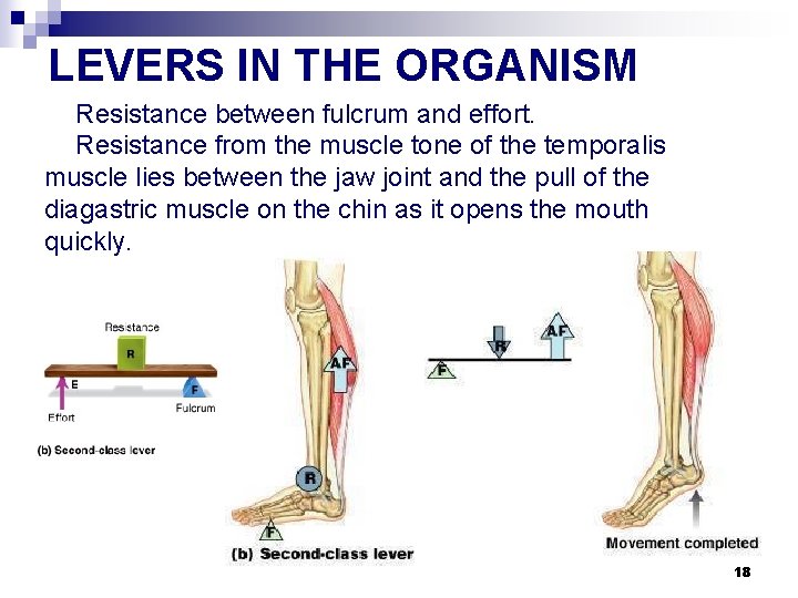 LEVERS IN THE ORGANISM Resistance between fulcrum and effort. Resistance from the muscle tone