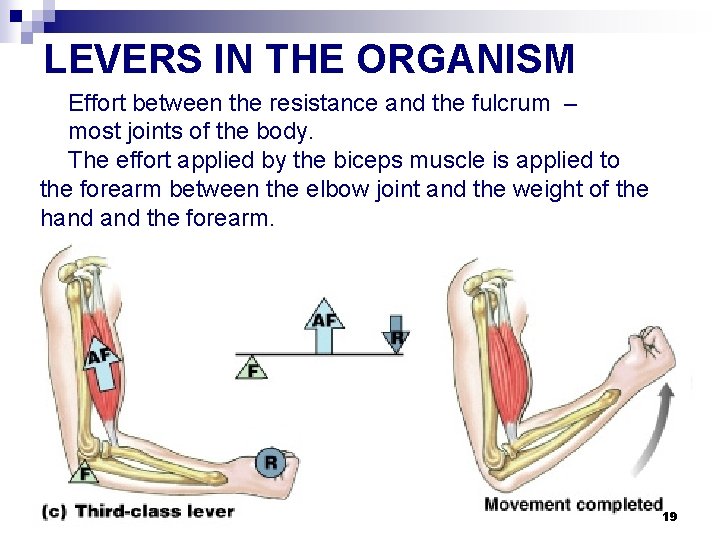 LEVERS IN THE ORGANISM Effort between the resistance and the fulcrum – most joints