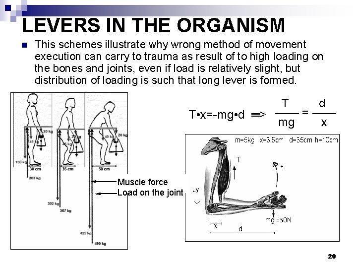 LEVERS IN THE ORGANISM n This schemes illustrate why wrong method of movement execution