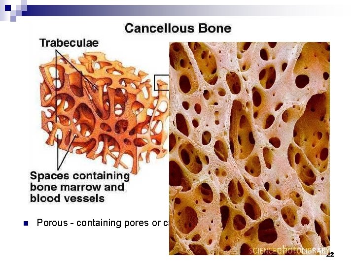 n Porous - containing pores or cavities 22 