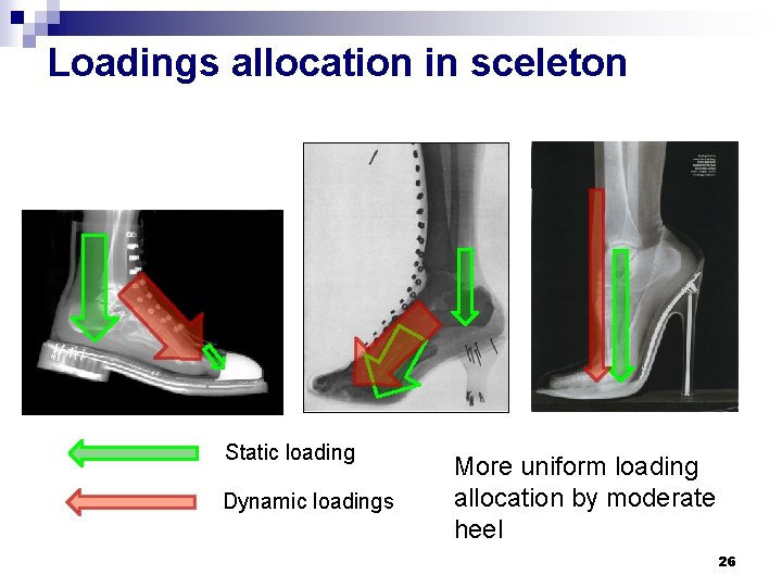 Loadings allocation in sceleton Static loading Dynamic loadings More uniform loading allocation by moderate