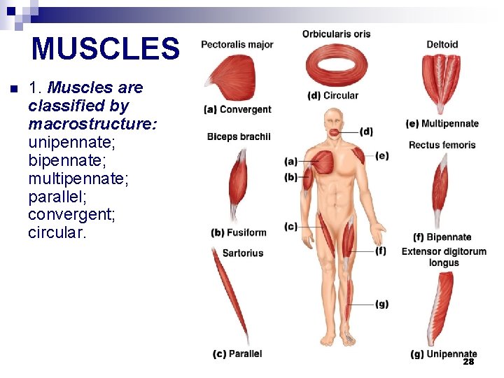 MUSCLES n 1. Muscles are classified by macrostructure: unipennate; bipennate; multipennate; parallel; convergent; circular.