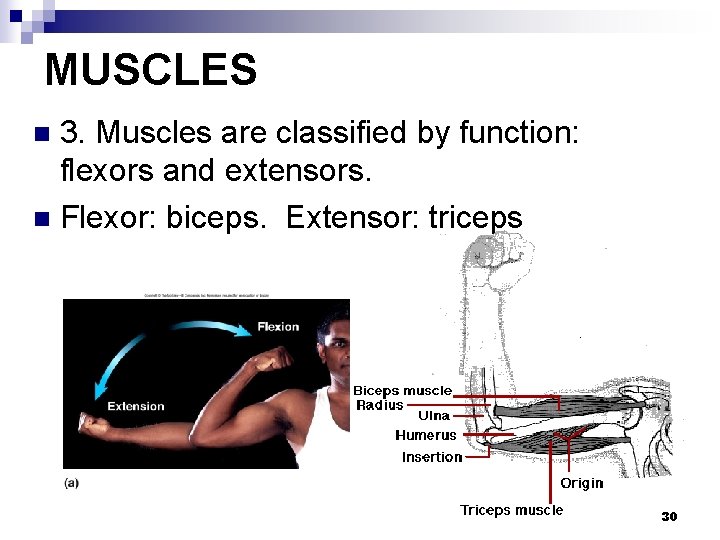 MUSCLES 3. Muscles are classified by function: flexors and extensors. n Flexor: biceps. Extensor: