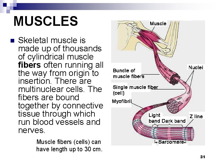 MUSCLES n Skeletal muscle is made up of thousands of cylindrical muscle fibers often