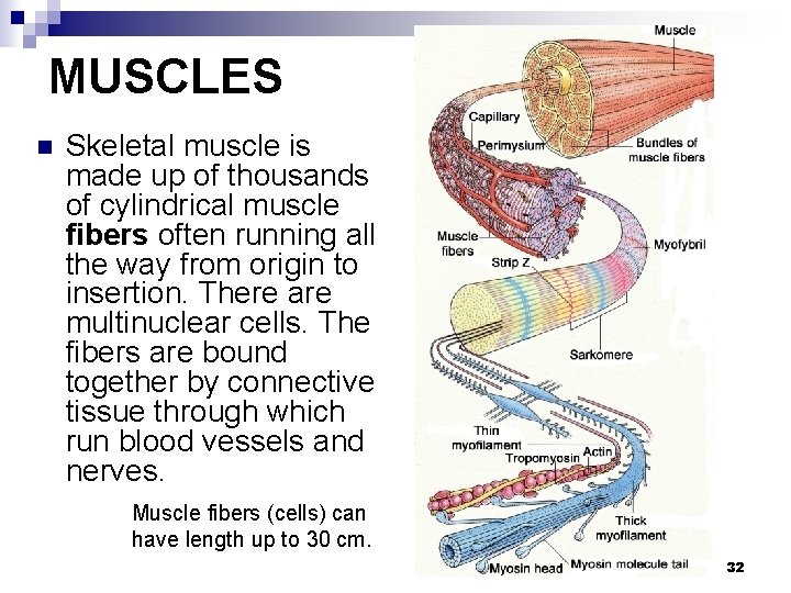 MUSCLES n Skeletal muscle is made up of thousands of cylindrical muscle fibers often