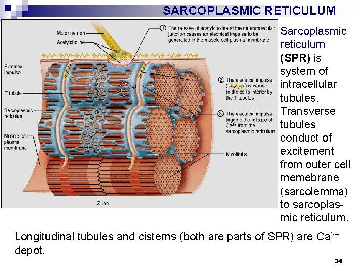 SARCOPLASMIC RETICULUM Sarcoplasmic reticulum (SPR) is system of intracellular tubules. Transverse tubules conduct of