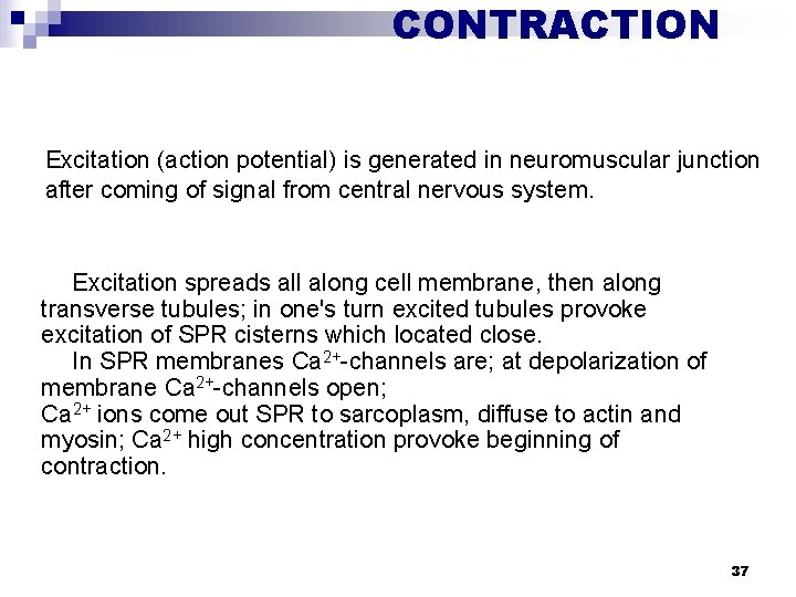 CONTRACTION Excitation (action potential) is generated in neuromuscular junction after coming of signal from
