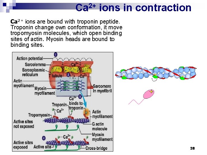 Са 2+ ions in contraction Са 2+ ions are bound with troponin peptide. Troponin