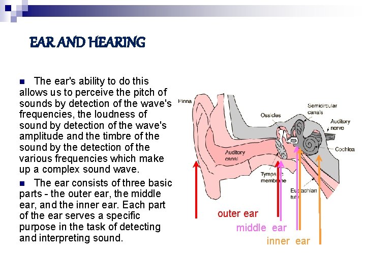 EAR AND HEARING The ear's ability to do this allows us to perceive the