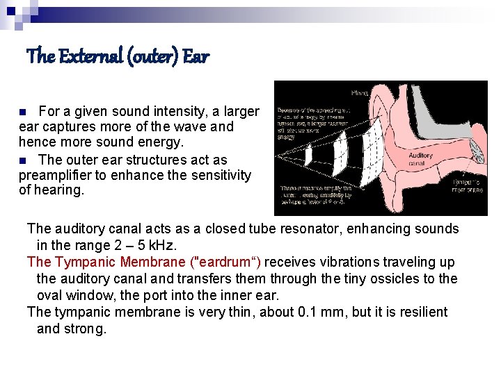 The External (outer) Ear For a given sound intensity, a larger ear captures more