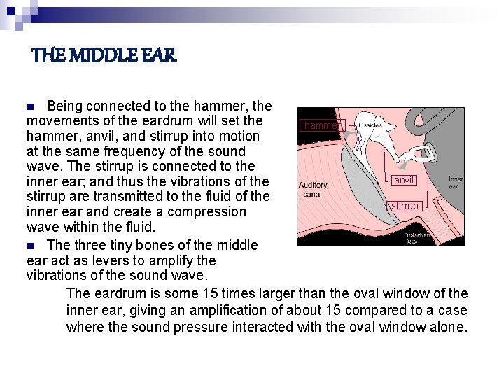 THE MIDDLE EAR Being connected to the hammer, the movements of the eardrum will