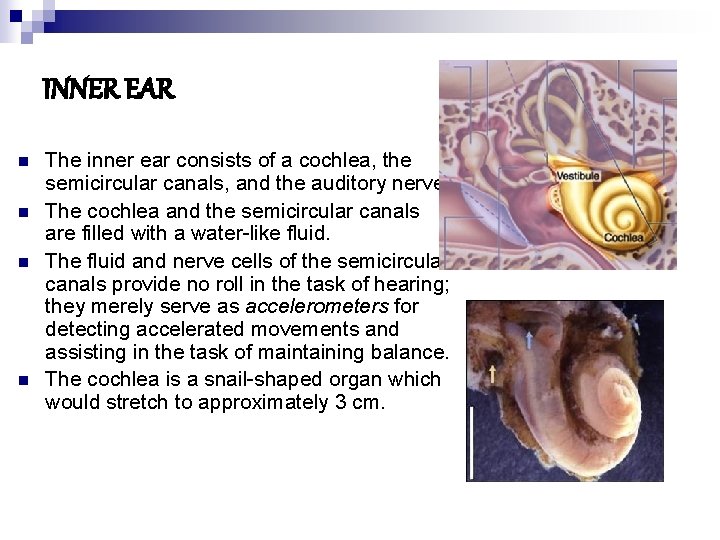 INNER EAR n n The inner ear consists of a cochlea, the semicircular canals,