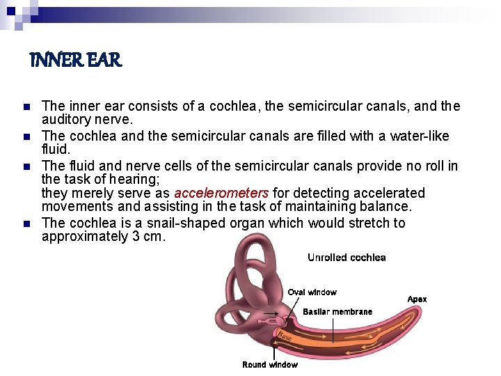 INNER EAR n n The inner ear consists of a cochlea, the semicircular canals,