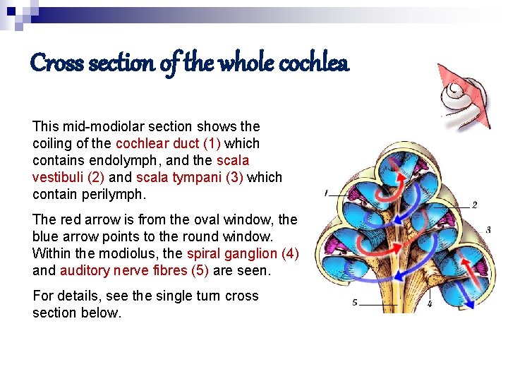Cross section of the whole cochlea This mid-modiolar section shows the coiling of the