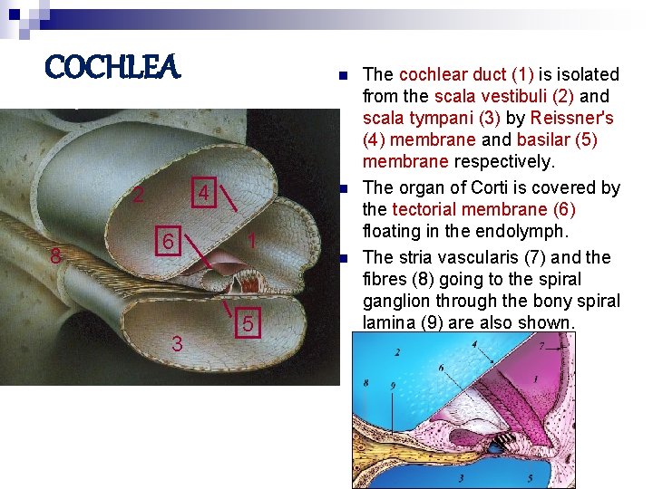 COCHLEA 4 2 8 n 6 3 n 1 5 n The cochlear duct