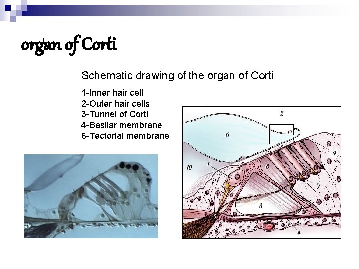 organ of Corti Schematic drawing of the organ of Corti 1 -Inner hair cell