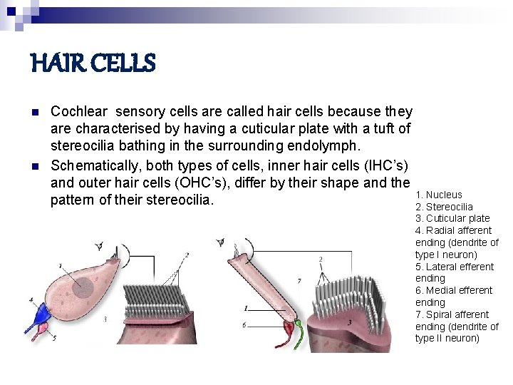 HAIR CELLS n n Cochlear sensory cells are called hair cells because they are