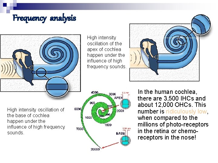 Frequency analysis High intensity oscillation of the apex of cochlea happen under the influence